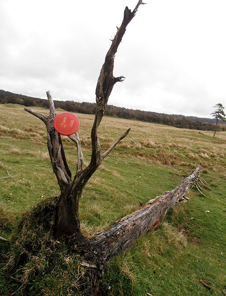 Disc Golf New Zealand