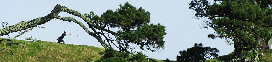 Disc Golf New Zealand