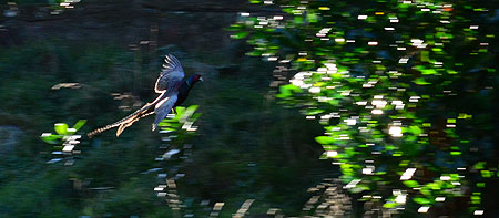 Disc Golf New Zealand