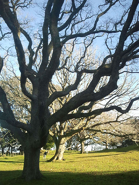 Disc Golf New Zealand