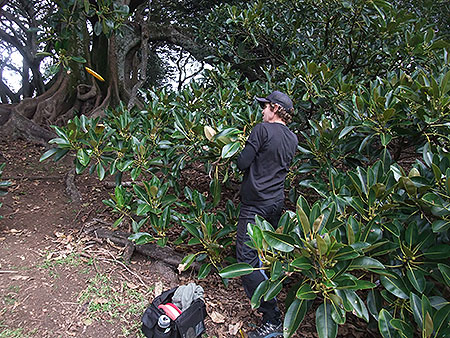 Disc Golf New Zealand