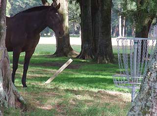 Disc Golf New Zealand