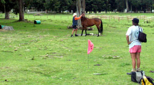 Disc Golf New Zealand - www.discgolf.co.nz