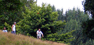 Disc Golf New Zealand Disc Golf New Zealand