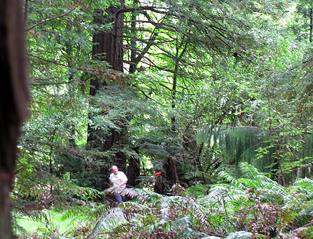 Disc Golf New Zealand