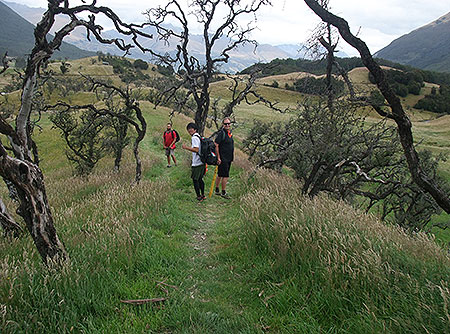 Disc Golf New Zealand