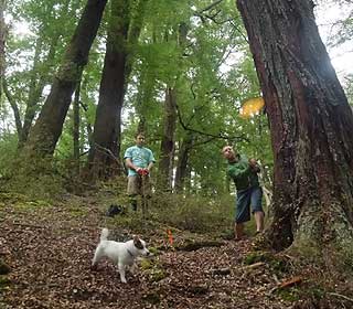 Disc Golf New Zealand