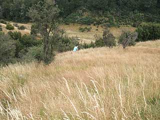 Disc Golf New Zealand