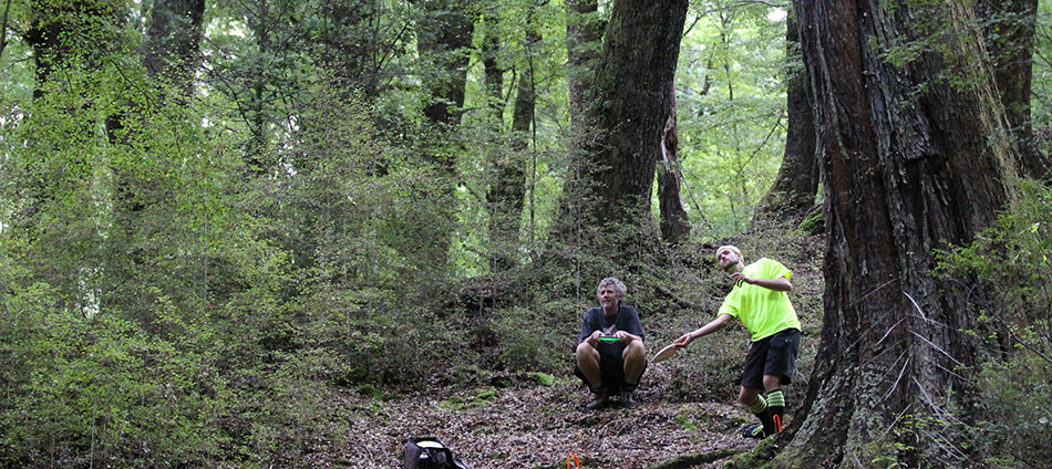 Disc Golf New Zealand