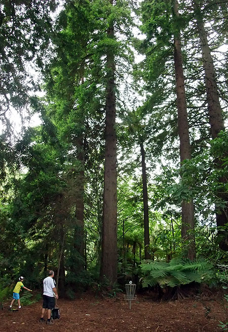 Disc Golf New Zealand