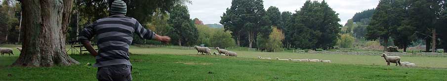 Disc Golf New Zealand