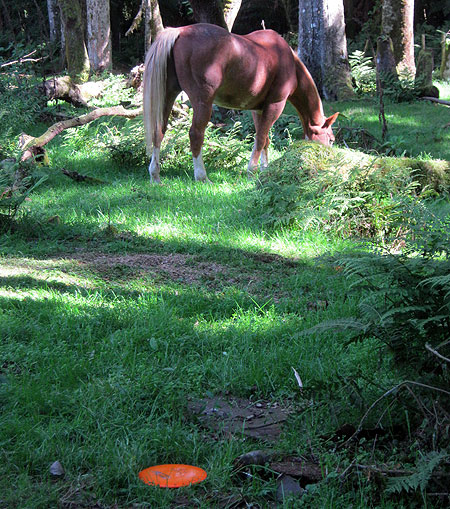 Disc Golf New Zealand