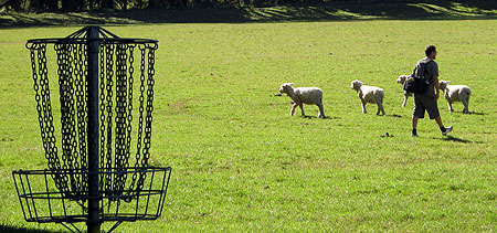 Disc Golf New Zealand