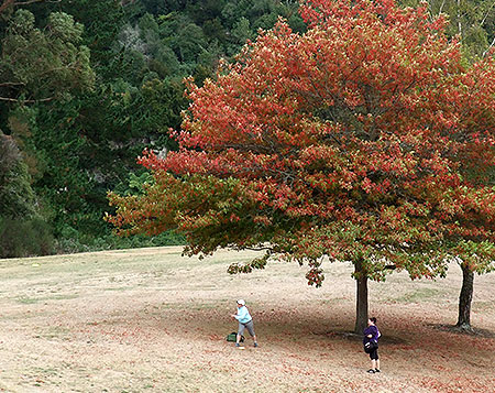 Disc Golf New Zealand