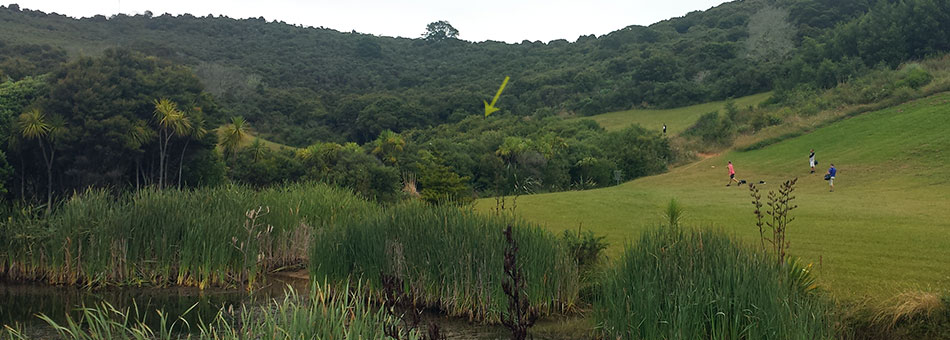 Disc Golf New Zealand