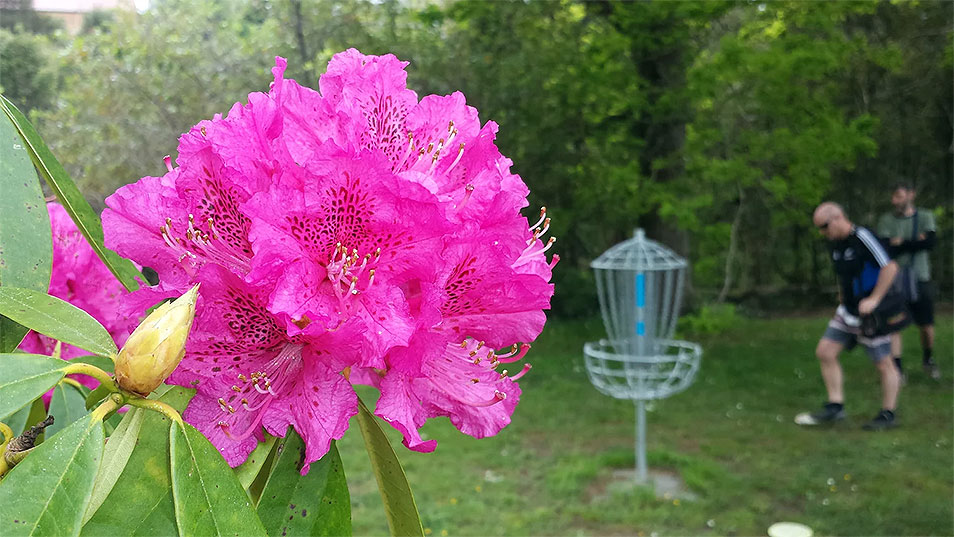 Disc Golf New Zealand