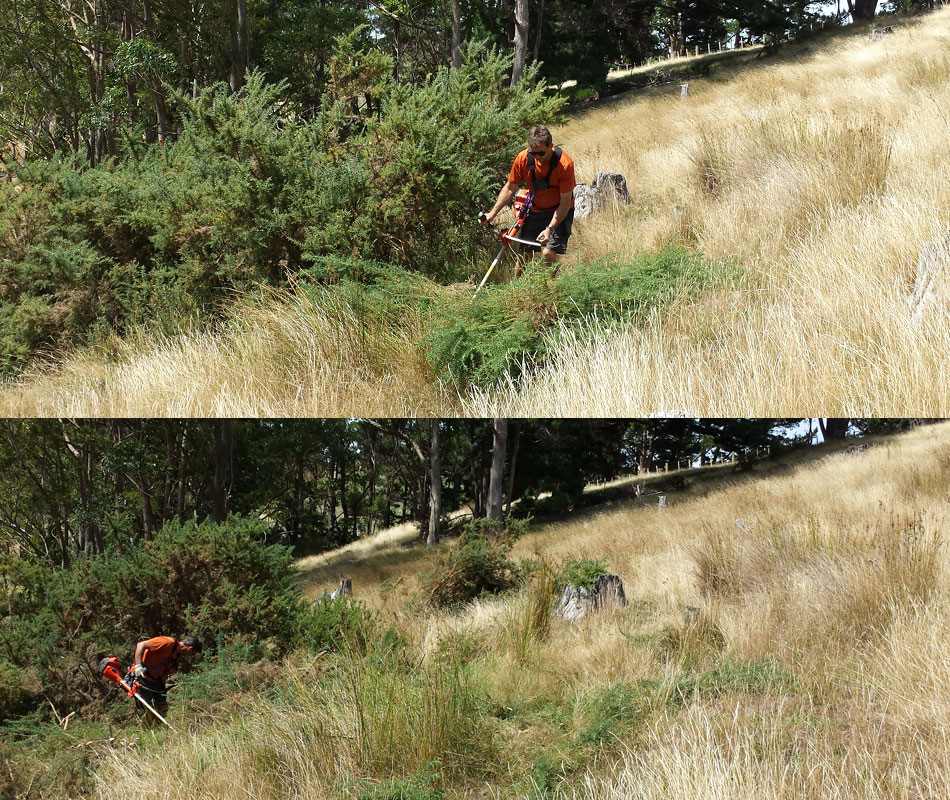 Disc Golf New Zealand