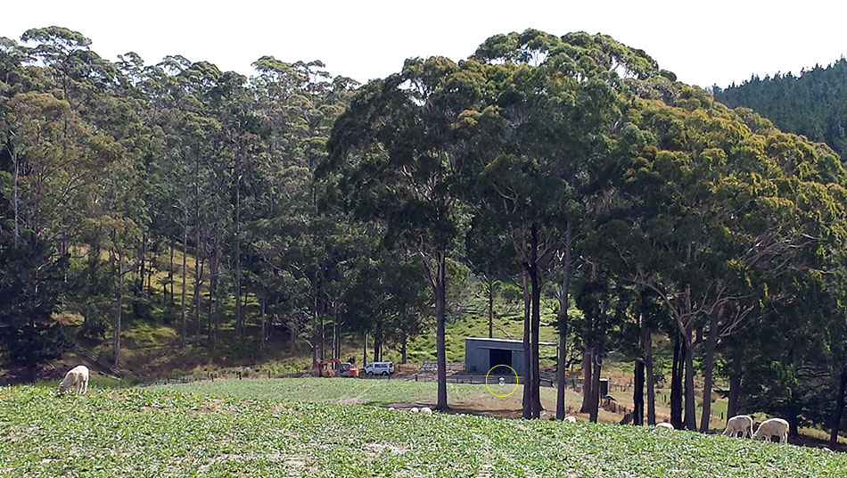 Disc Golf New Zealand